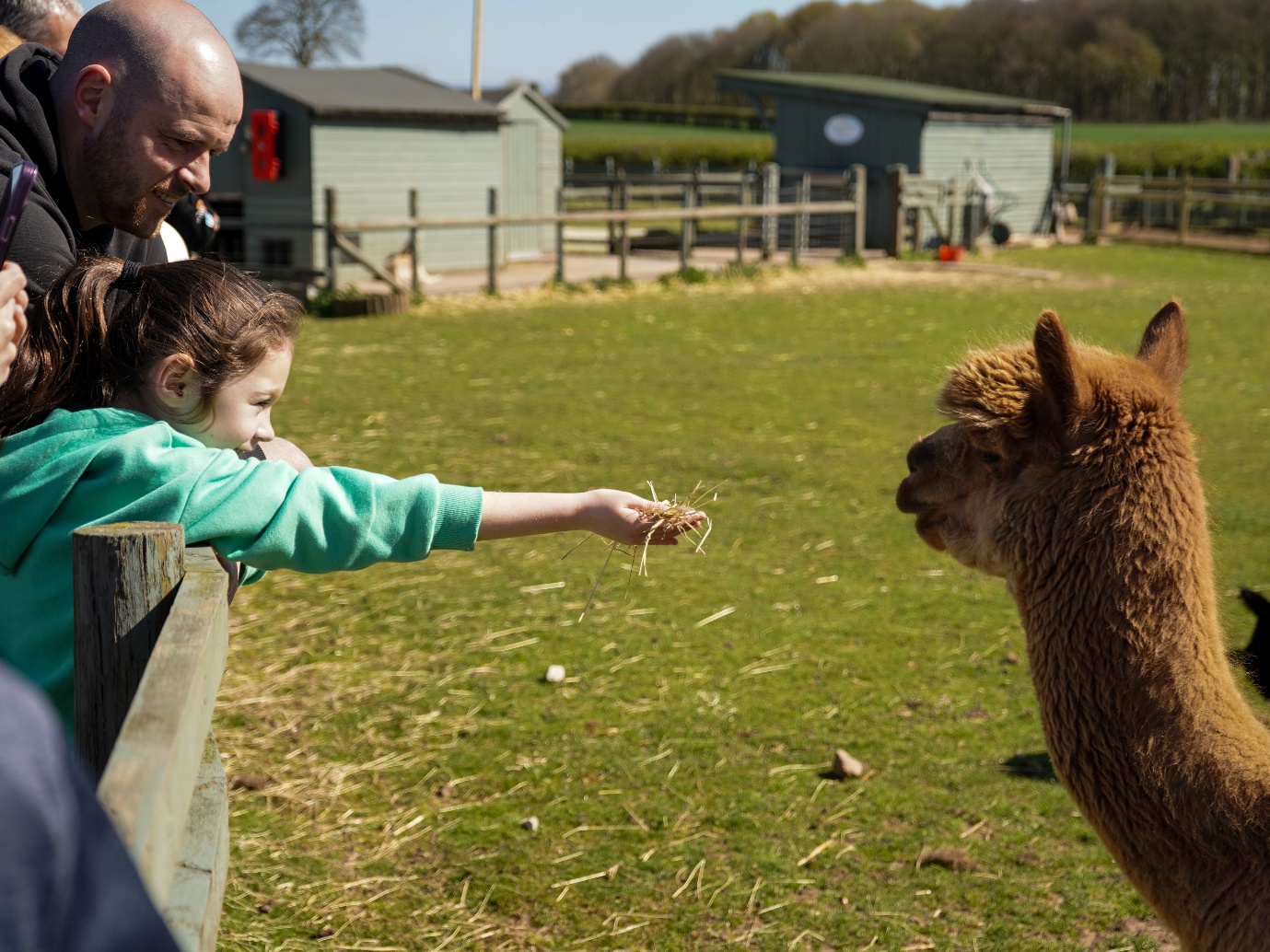An adult and a child are leaning over a fence as the child outstretches their hands attempting to feed a llama.