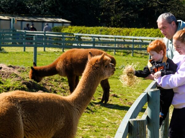 Two adults are holding a child beside a fence as they feed a llama some hay.
