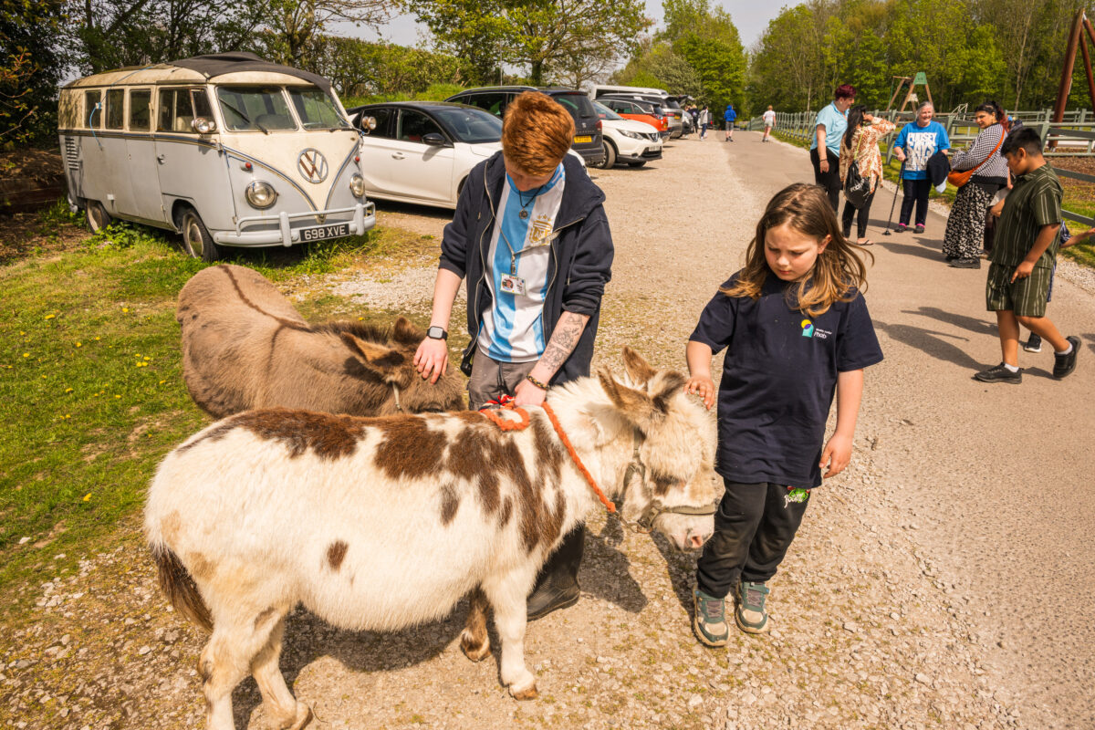 Two children stand on a gravel path petting small donkeys during a farm visit, with parked cars, trees and other visitors visible along the path on a sunny day.